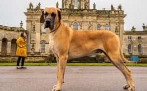 Great Dane-Breed Information, Health Information You must know
