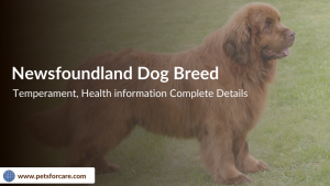 Newfoundland Dog Breed, History, Nature, Breed Information