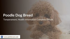 Poodles Dog Breed, Temperament, Health information