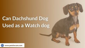 Dachshunds Guard Dog: Can Dachshunds be used as watch dog?