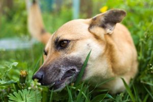 Why do dogs eat grass – Is it good or bad