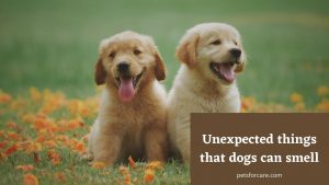 10 Unexpected Things That Dogs Can Smell