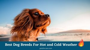 Best Dog Breeds For Hot and Cold Weather