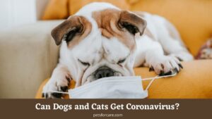Can Dogs and Cats Get Coronavirus? – How to Prevent to Spread COVID 19 from Your Pets