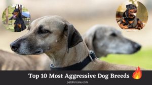 Top 10 Most Aggressive Dog Breeds