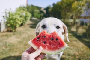 Healthy Food Diets for Dogs: Top 10 Foods for Dogs in Summer
