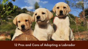 12 Pros and Cons of Adopting a Labrador Retriever