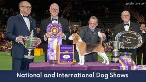 Best 12 National and International Dog Shows