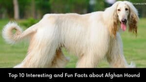 Top 10+ Most Interesting and Fun Facts About Afghan Hound