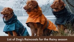 Raincoat for Dogs – List of Dog’s Raincoats for the Rainy season