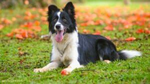 Why Border Collie is considered the most intelligent dog in the world?