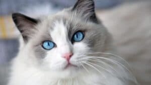Ragdoll Cat Breed- Information, Characteristics and Facts
