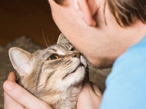 Why should you adopt a cat – Know things before adopting a Cat
