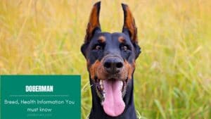 Doberman Pinscher: Dog breed Characteristics, Health Information