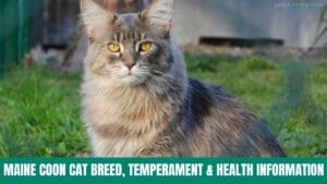 Maine Coon Cat Breed, Temperament and Health information