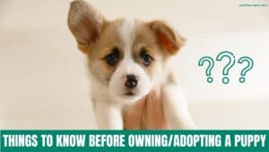 Things you need to know before adopting/owning a puppy