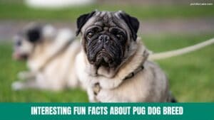 Interesting Fun facts about Pug Dog Breed