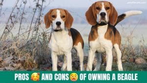 Top 7 Pros and Cons of owning a Beagle