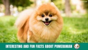 Top 12 Interesting And Fun Facts About Pomeranian