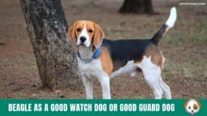 Beagle as Good Watch Dog or Guard Dog?