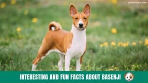 Top 14 Interesting and Fun facts about Basenji