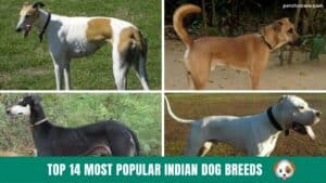 Top 14 Most Popular Indian Dog Breeds